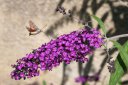 Buddleia davidii (The Butterfly Tree)