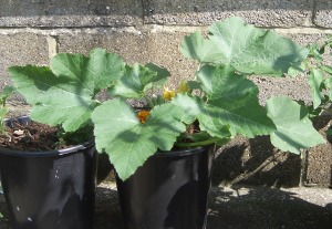 Courgette grown in a container
