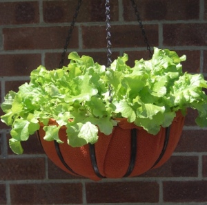 Lettuce being grown in a hanging basket