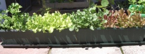 Parsley, lettuce and land cress growing in a long narrow planter